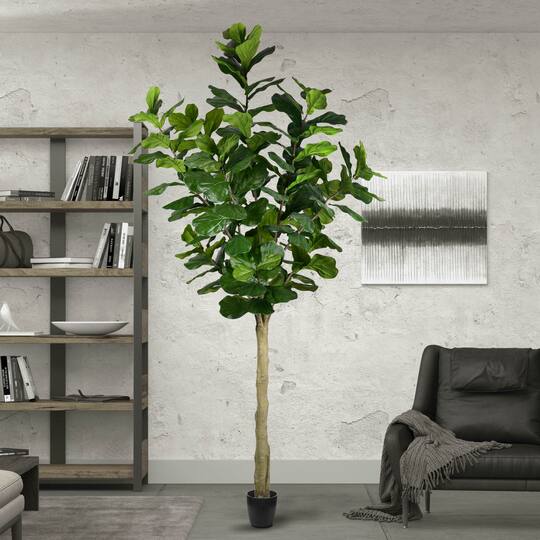 10ft. Potted Fiddle Tree